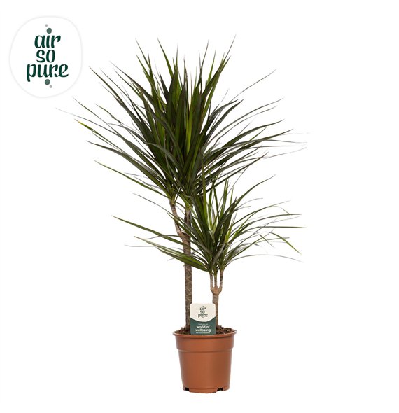 Dracena marginata Marginata p17  30+10 2 pp 80cm 17cm Q2629