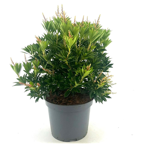 Pieris japonica 'Debutante' F00008344