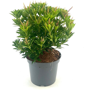 Pieris japonica 'Prelude' F00008285