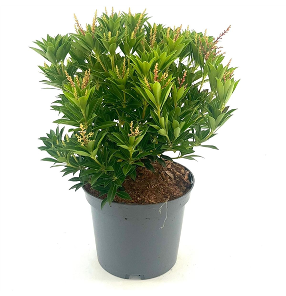 Pieris japonica 'Prelude' F00008285