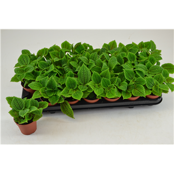 Pilea Moon Valley F00000813