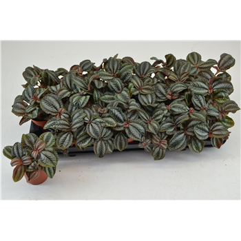 Pilea Norfolk F00000796