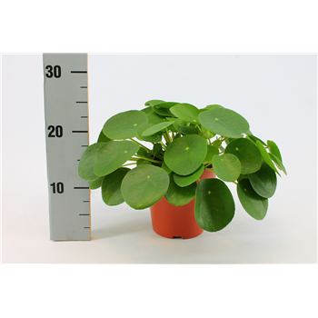 Pilea Peperomioides F00000372