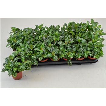 Pilea cadierei F00001041