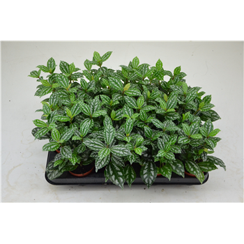 Pilea cadierei F00005362