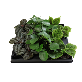 Pilea mix F00002002