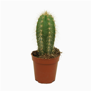 Pilosocereus pachycladus F00001532