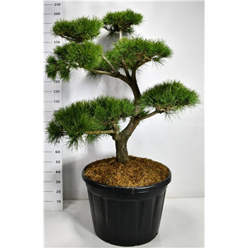 Pinus contorta F00006588
