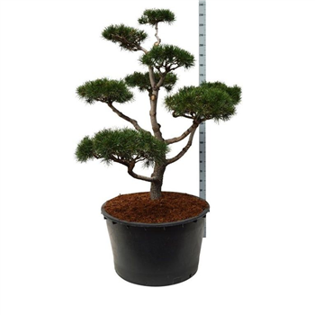 Pinus contorta F00006893