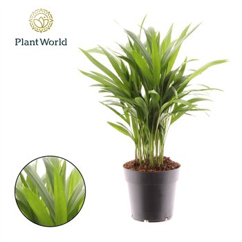 Palma Dypsis lutescens (Areca) 26 pp 45cm 14cm Q2851