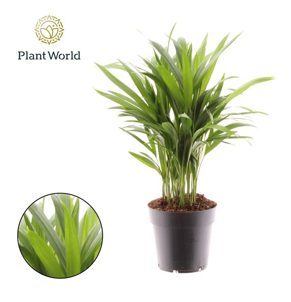 Palma Dypsis lutescens (Areca) 26 pp 45cm 14cm Q2851