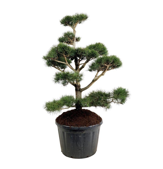 Pinus contorta F00007001