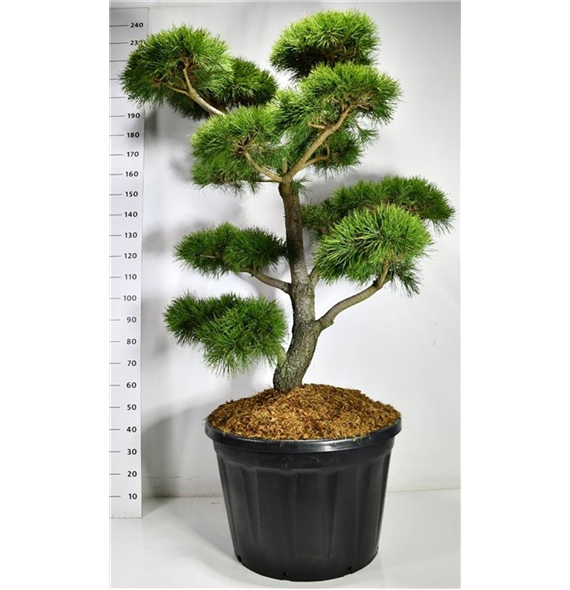 Pinus contorta F00006589