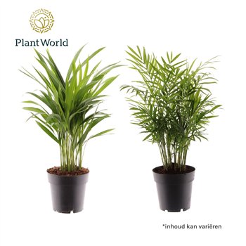 Palma Dypsis lutescens Palmen Mix 26 pp 45cm 14cm Q2876