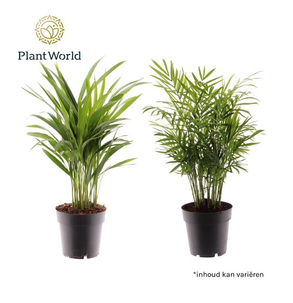 Palma Dypsis lutescens Palmen Mix 26 pp 45cm 14cm Q2876