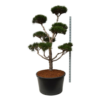 Pinus contorta F00006892