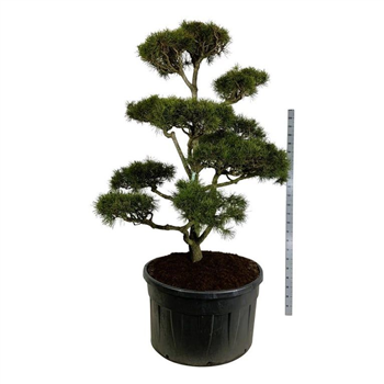 Pinus contorta F00007254