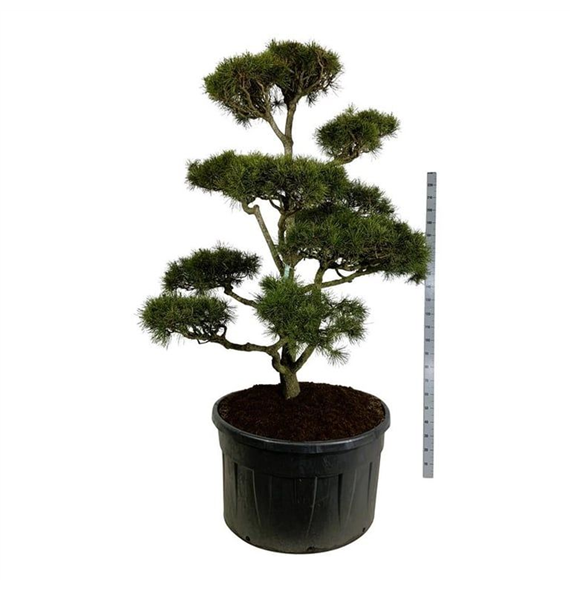Pinus contorta F00007254