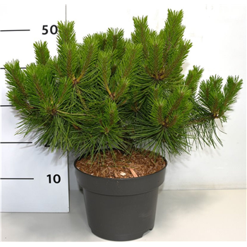 Pinus densiflora 'Jane Kluis' F00007978