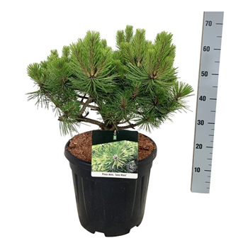 Pinus densiflora 'Jane Kluis' F00007434