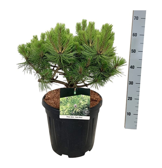 Pinus densiflora 'Jane Kluis' F00007434