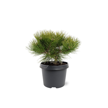 Pinus densiflora 'Low Glow' F00007943