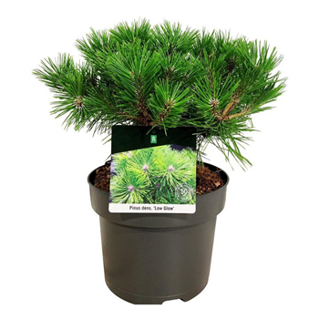 Pinus densiflora 'Low Glow' F00007820