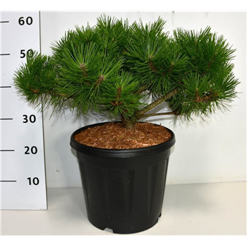 Pinus densiflora 'Low Glow' F00006381