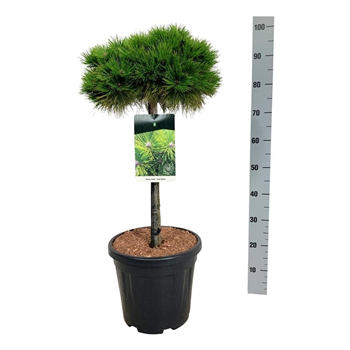 Pinus densiflora 'Low Glow' F00007694