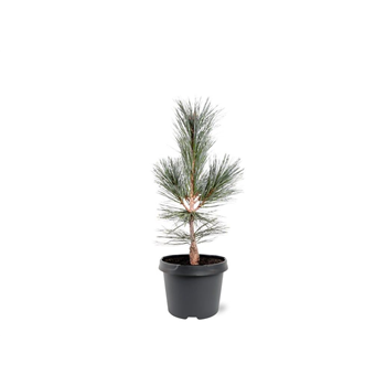 Pinus flexilis 'Vanderwolfs Pyramid' F00007944