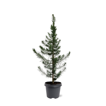 Pinus halepensis F00007945