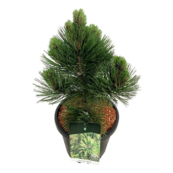 Pinus heldreichii F00006221