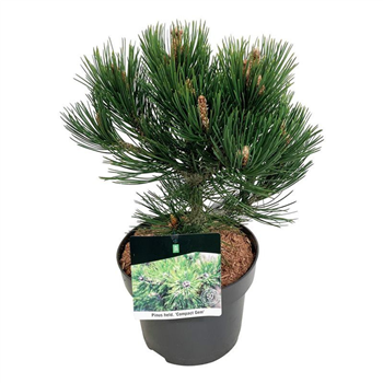 Pinus heldreichii 'Compact Gem' F00006218