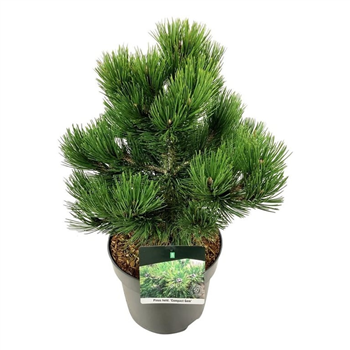 Pinus heldreichii 'Compact Gem' F00006219