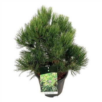 Pinus heldreichii 'Compact Gem' F00006222