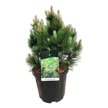 Pinus heldreichii 'Compact Gem' F00006223