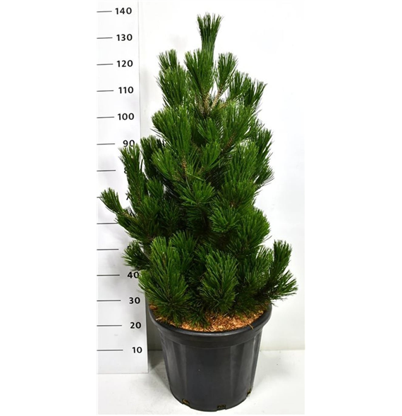 Pinus heldreichii 'Little Dracula' F00006338