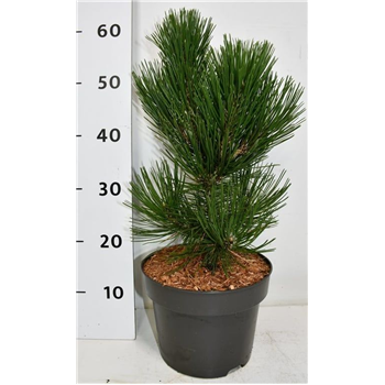 Pinus heldreichii 'Malinki' F00008130