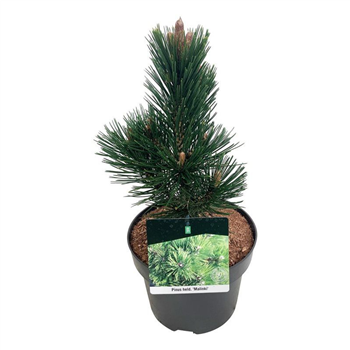 Pinus heldreichii 'Malinki' F00006217