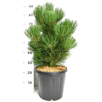 Pinus heldreichii 'Malinki' F00006056