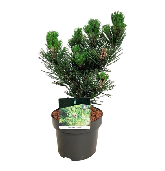 Pinus heldreichii 'Satellit' F00006224