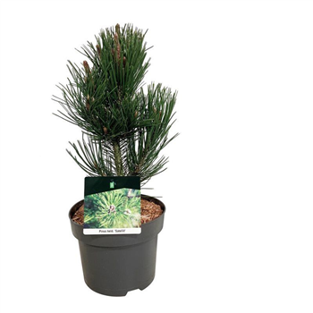Pinus heldreichii 'Satellit' F00006227