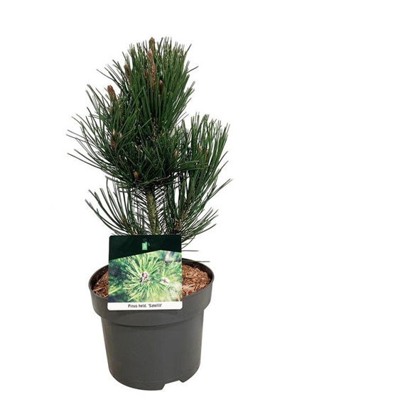Pinus heldreichii 'Satellit' F00006227