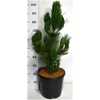 Pinus heldreichii 'Satellit' F00006174
