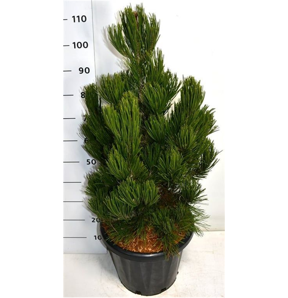 Pinus heldreichii 'Satellit' F00006332