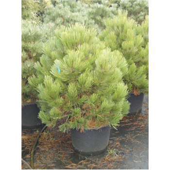 Pinus leuc Comp gem F00005406