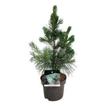 Pinus monticola 'Ammerland' F00007328