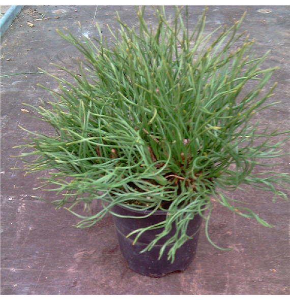 Pinus mugo F00005408