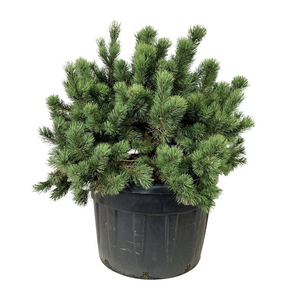 Pinus mugo F00007494