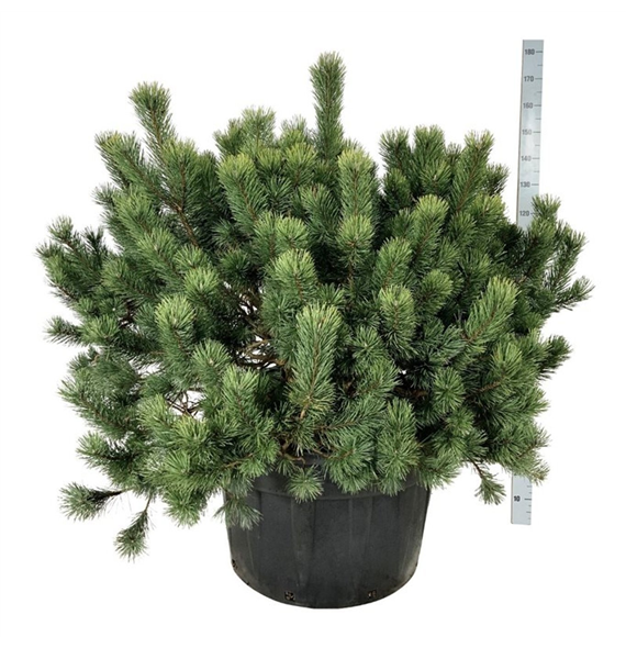 Pinus mugo F00007473
